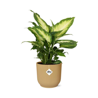Dieffenbachia 'Camilla' in ELHO Vibes Fold 14cm yellow | Colorful beauty – Average maintenance