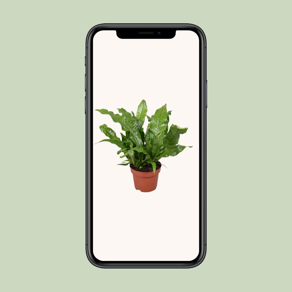Microsorum 'Crocodyllus' – Ø12cm ↕30cm | Crocodile fern (sweet, doesn't bite) – Average maintenance