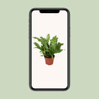 Microsorum 'Crocodyllus' – Ø12cm ↕30cm | Crocodile fern (sweet, doesn't bite) – Average maintenance