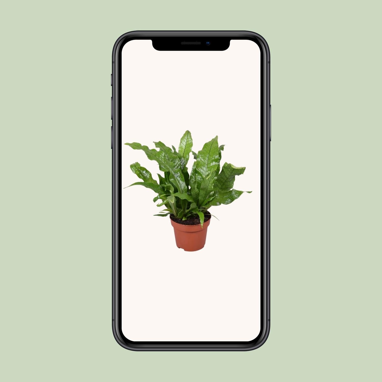 Microsorum 'Crocodyllus' – Ø12cm ↕30cm | Crocodile fern (sweet, doesn't bite) – Average maintenance