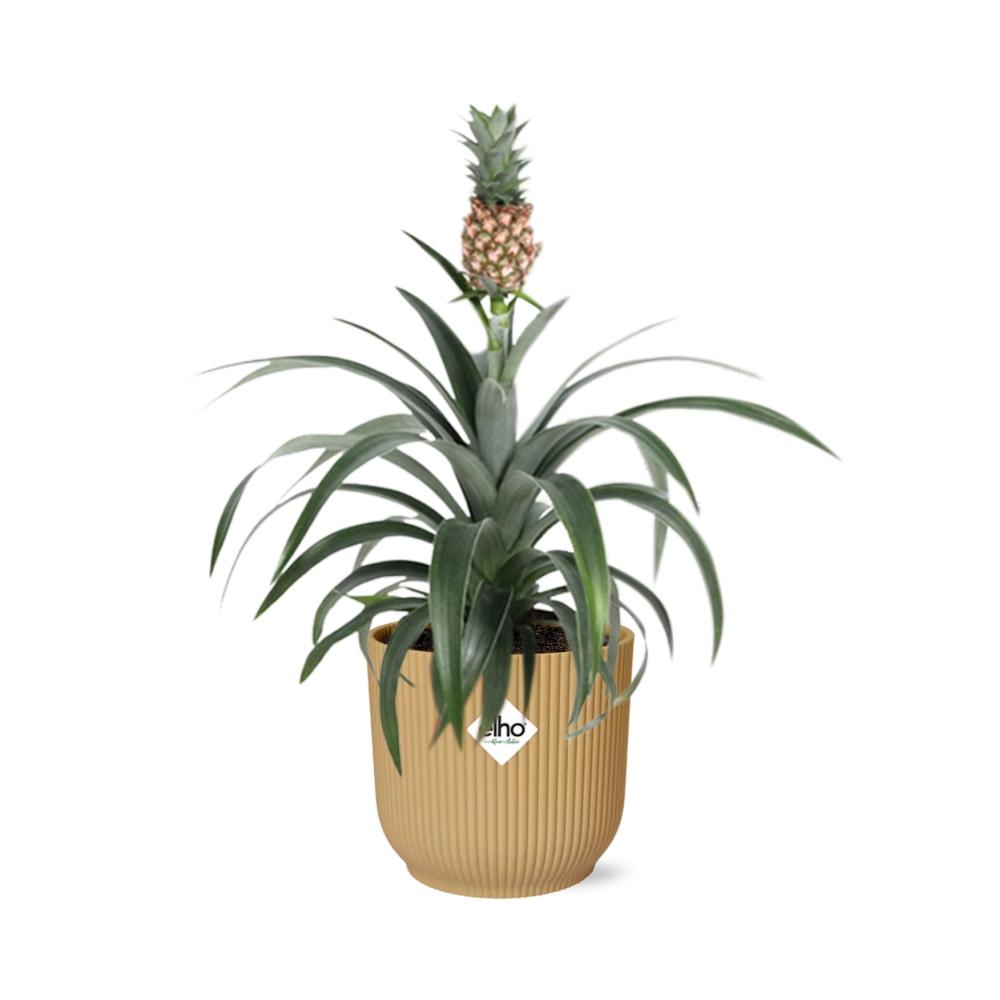 Pineapple Mi Amigo in ELHO Vibes Fold 14 cm yellow