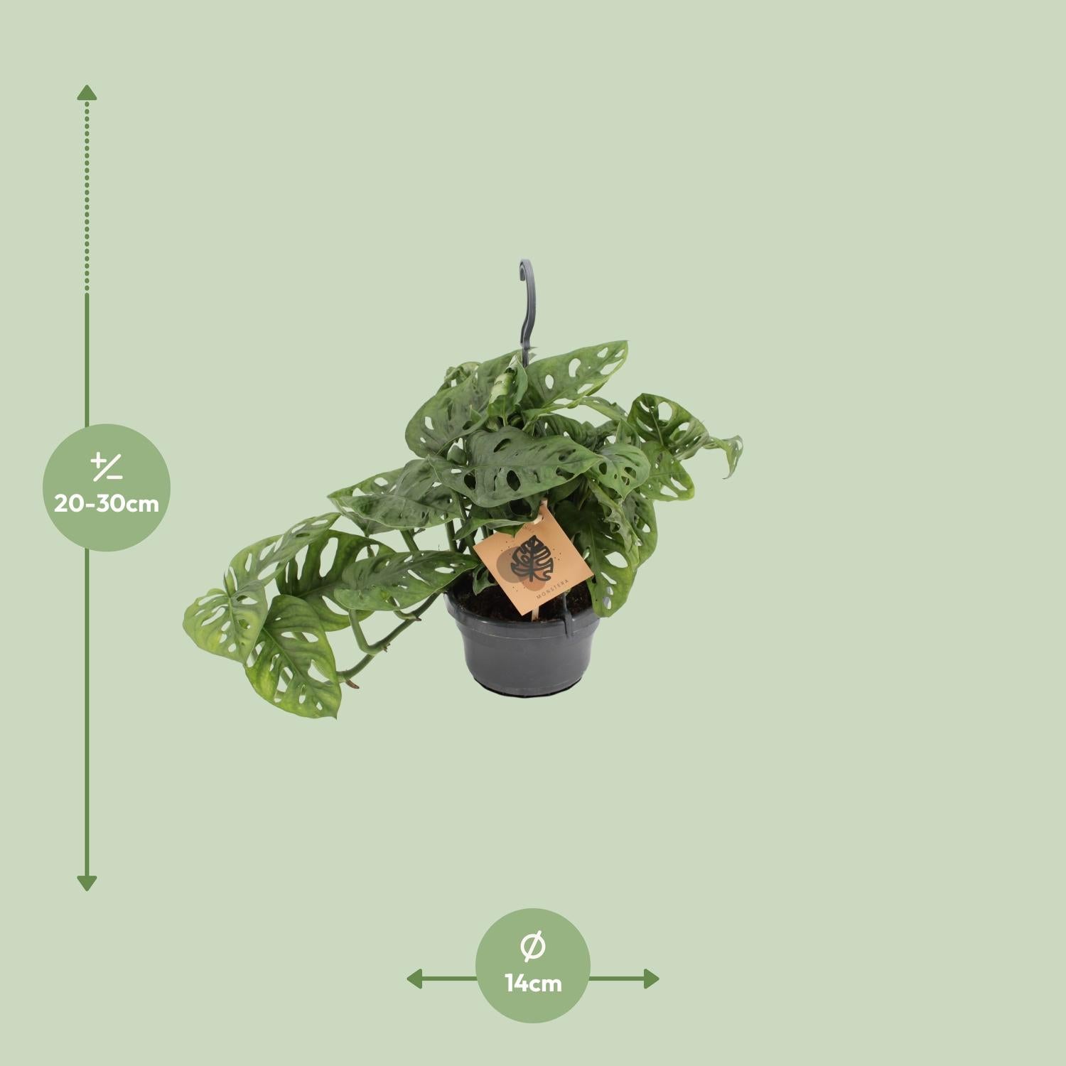 Monstera Monkey - Ø14cm - ↕30cm | The jungle ninja with holes – Easy maintenance