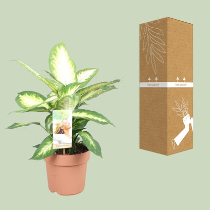 Dieffenbachia Camilla – Ø17cm ↕45cm | Average maintenance