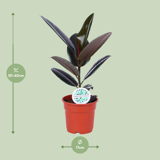 Ficus Elastica Abidjan – Ø17cm ↕55cm | The executive rubber tree – Average maintenance