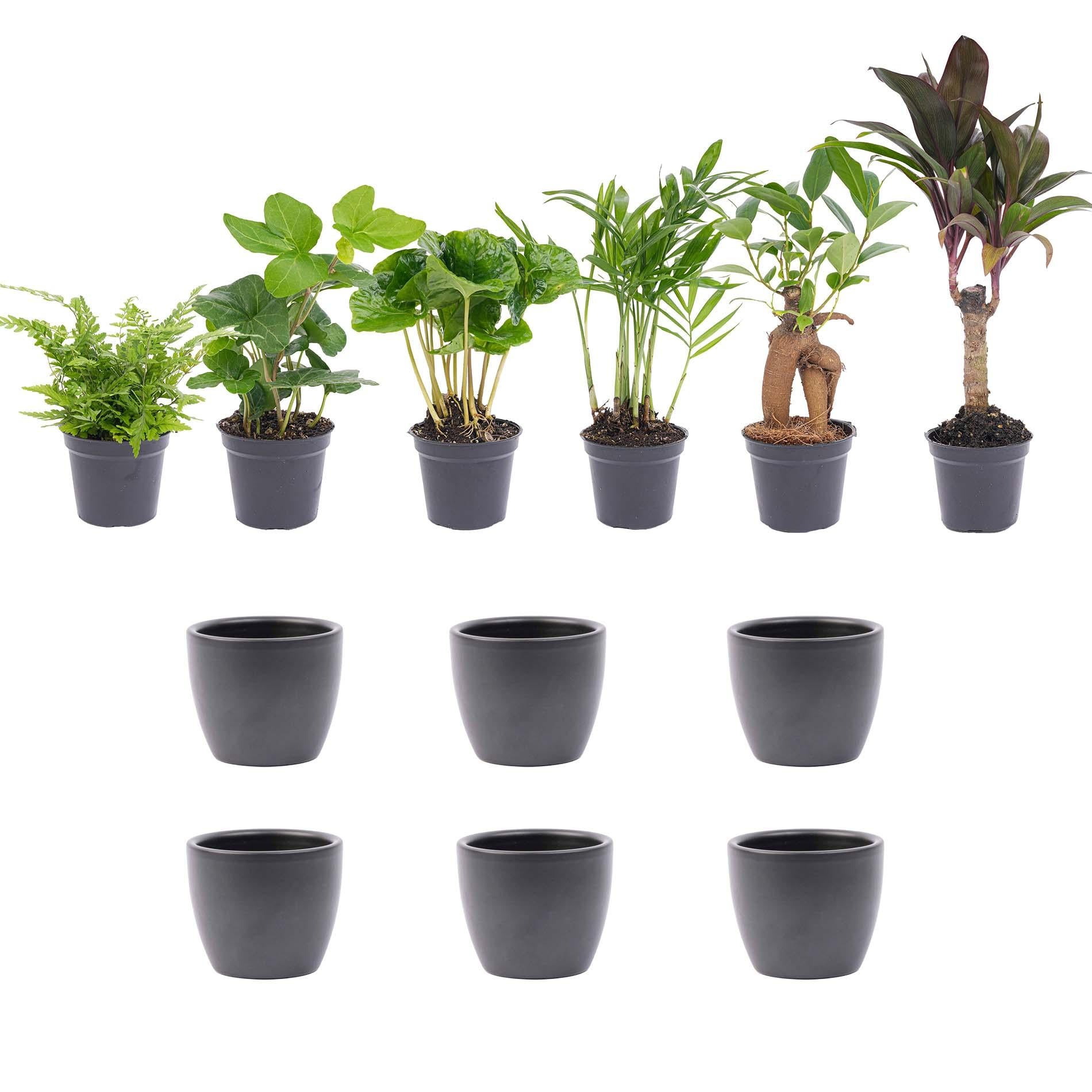 Mini plant set of 6 – Includes 6x Boule anthracite pots | Compact jungle – Easy maintenance