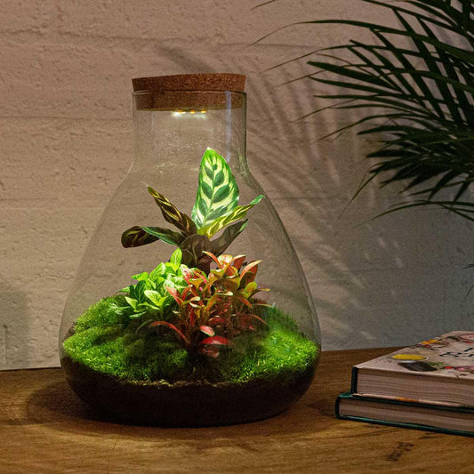 🌿💡🛠️ DIY Terrarium Sam – Calathea – Met lamp + harkje, schepje & pincet – 30 cm