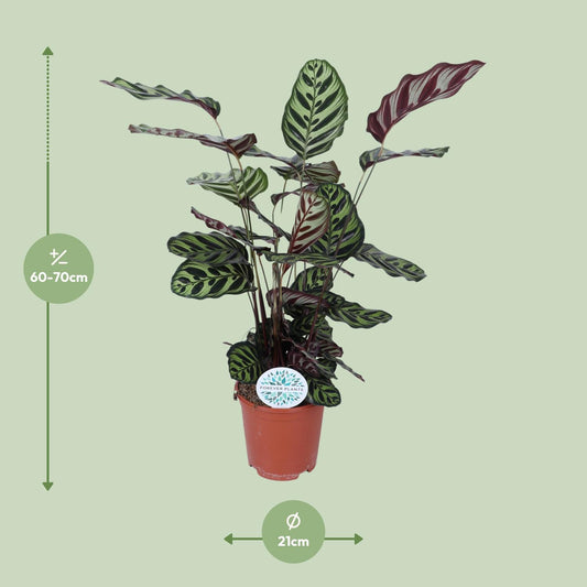 Calathea Makoyana – Ø21cm ↕70cm | Average maintenance