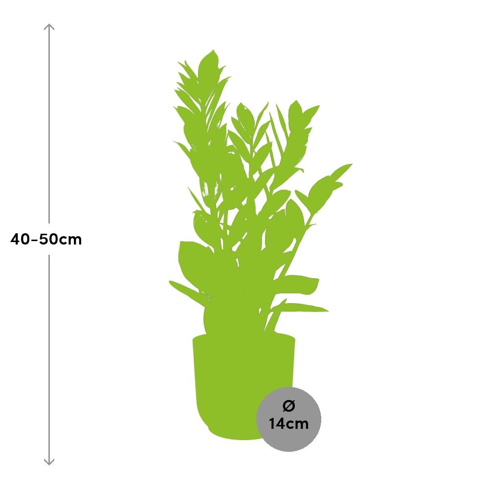 Zamioculcas – Height 45-50 cm in ELHO Vibes Fold 14 cm pink | The indestructible classic – Easy maintenance
