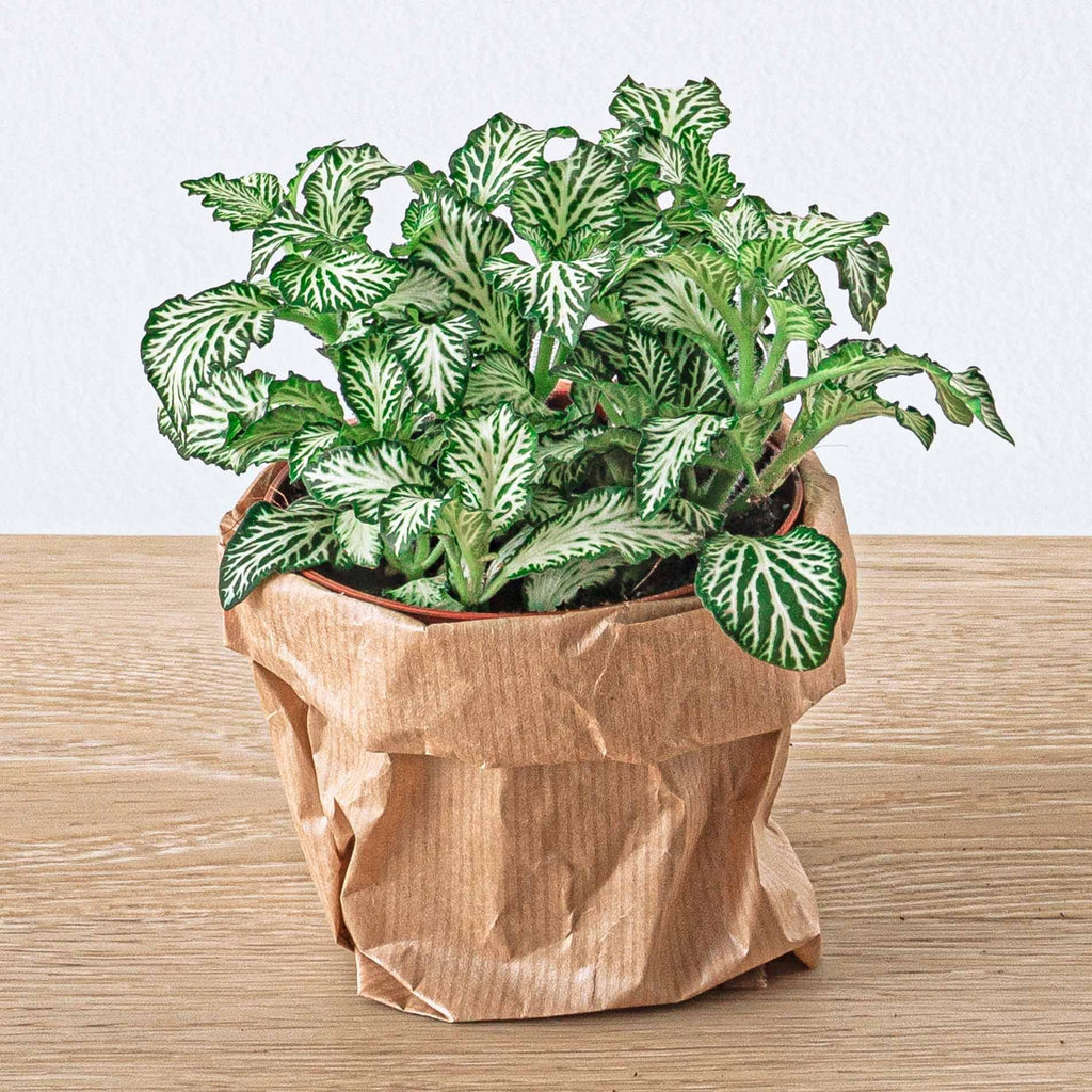 Fittonia Wit ‘White Tiger’ –  Terrarium plant – Potmaat 8 | De zwart-wit stylist – Makkelijk onderhoud