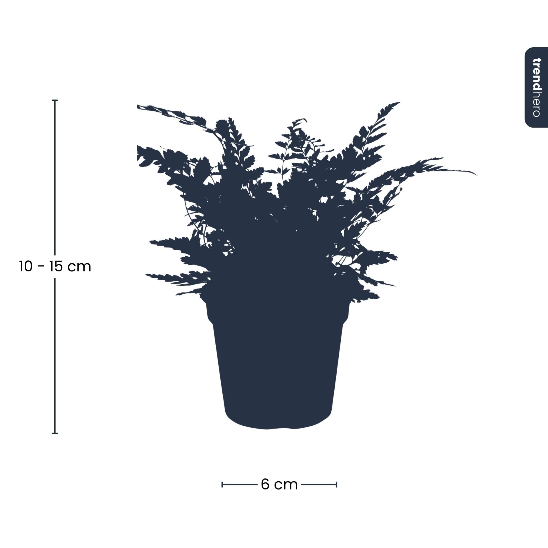 Varen – Athyrium spicatum – Terrarium plant – Potmaat 6 | De bos-bries mini – Makkelijk onderhoud