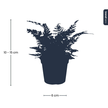 Fern – Athyrium spicatum – Terrarium plant – Pot size 6 | The forest breeze mini – Easy maintenance
