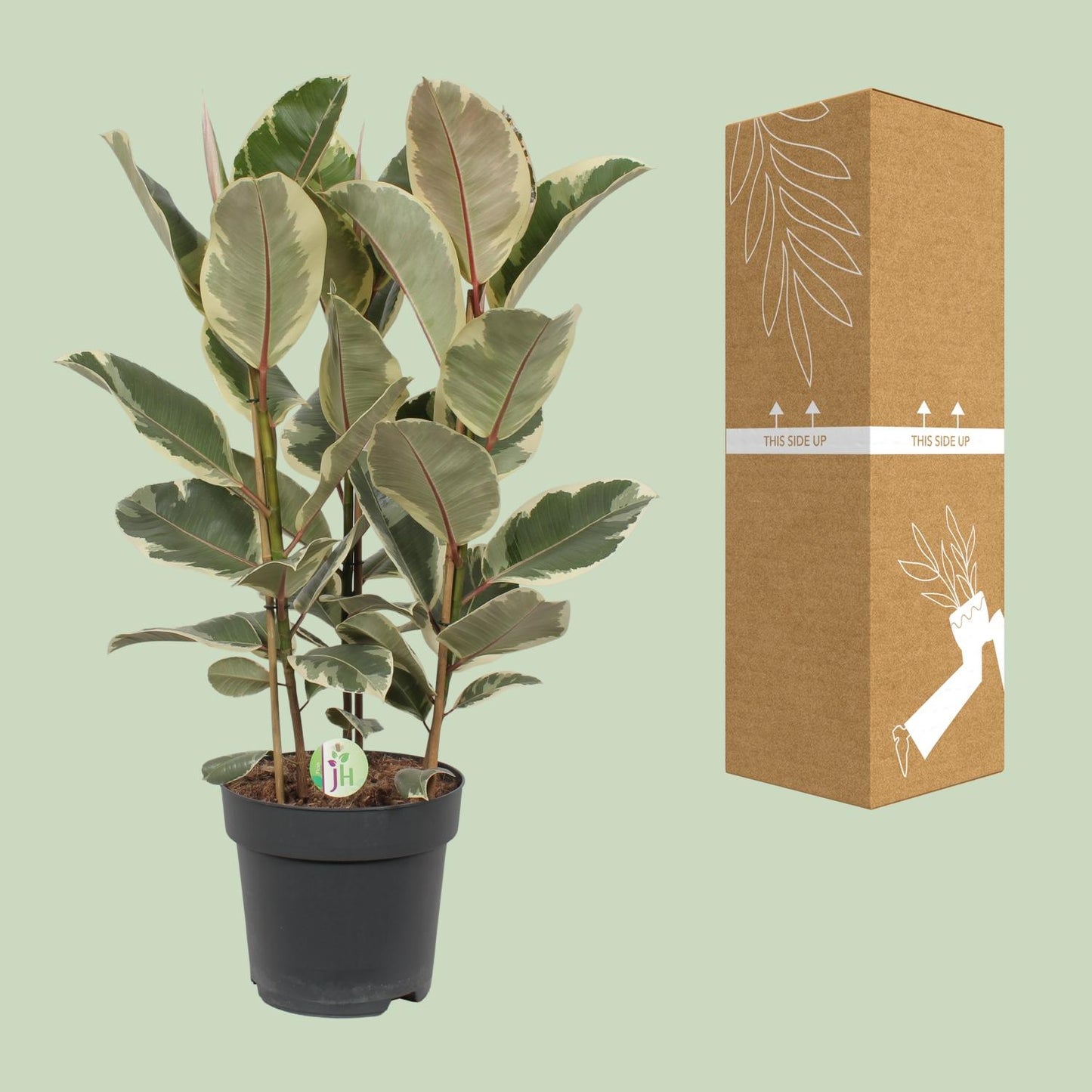 Ficus Tineke – Ø27cm ↕85cm | Easy maintenance