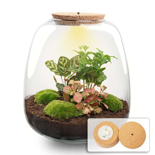 ☕🌿💡 DIY Terrarium Emma – Coffea Red + LED – 25×23 cm