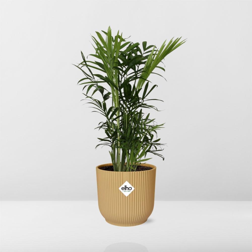 Chamaedorea elegans in ELHO Vibes Fold 14cm yellow | Mini palm, maxi vibes – Easy care