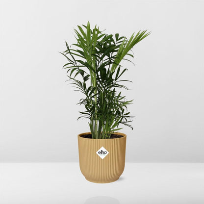Chamaedorea elegans in ELHO Vibes Fold 14cm yellow | Mini palm, maxi vibes – Easy care