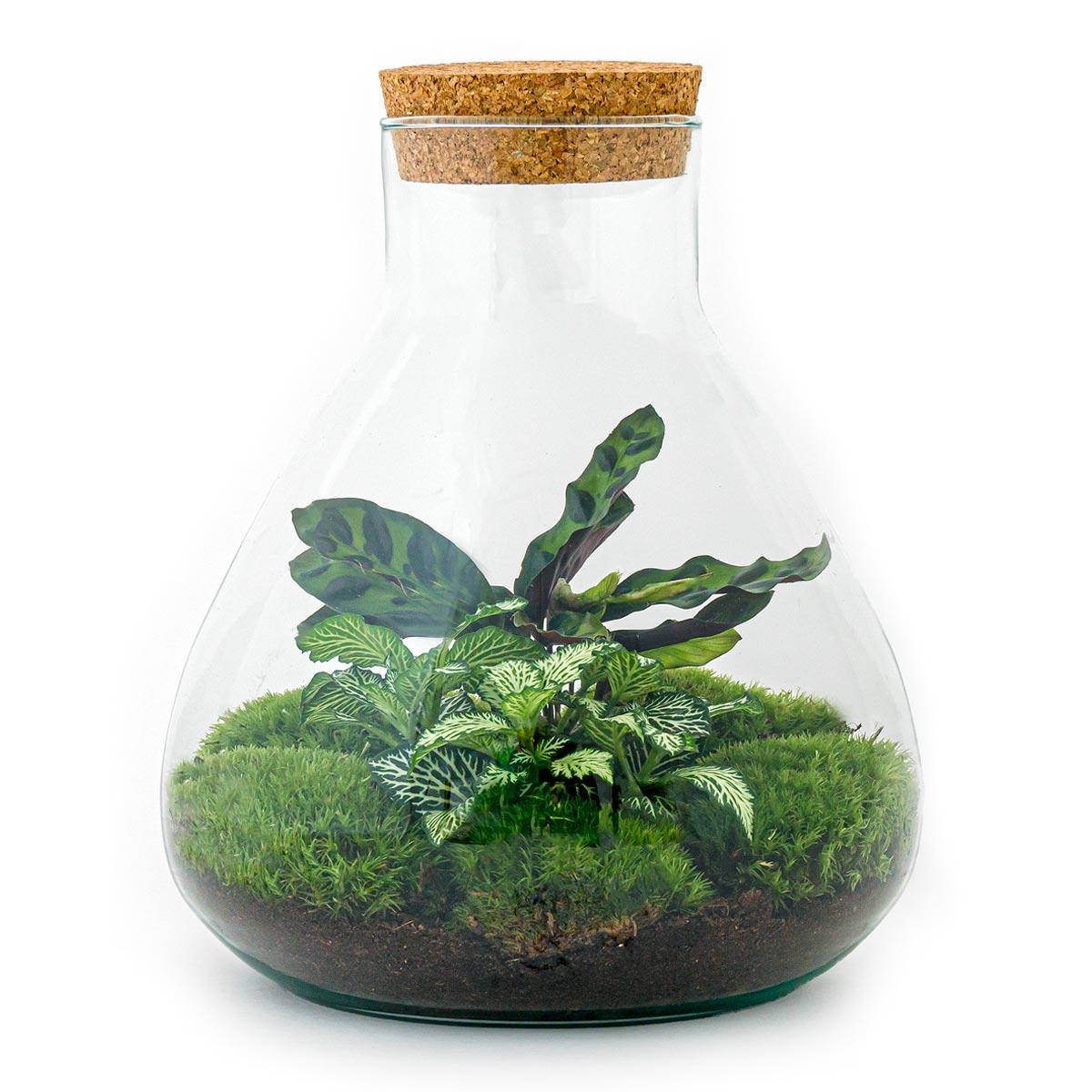 🌿🛠️ DIY Terrarium Sammie – 27 cm – Including rake &amp; shovel