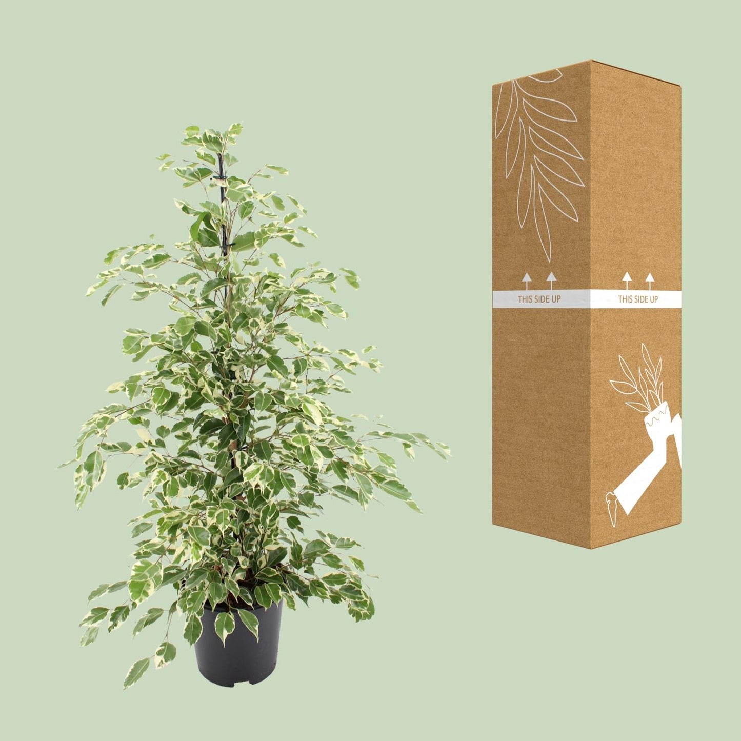 Ficus benjamina Twilight – Ø21cm ↕95cm | Average maintenance
