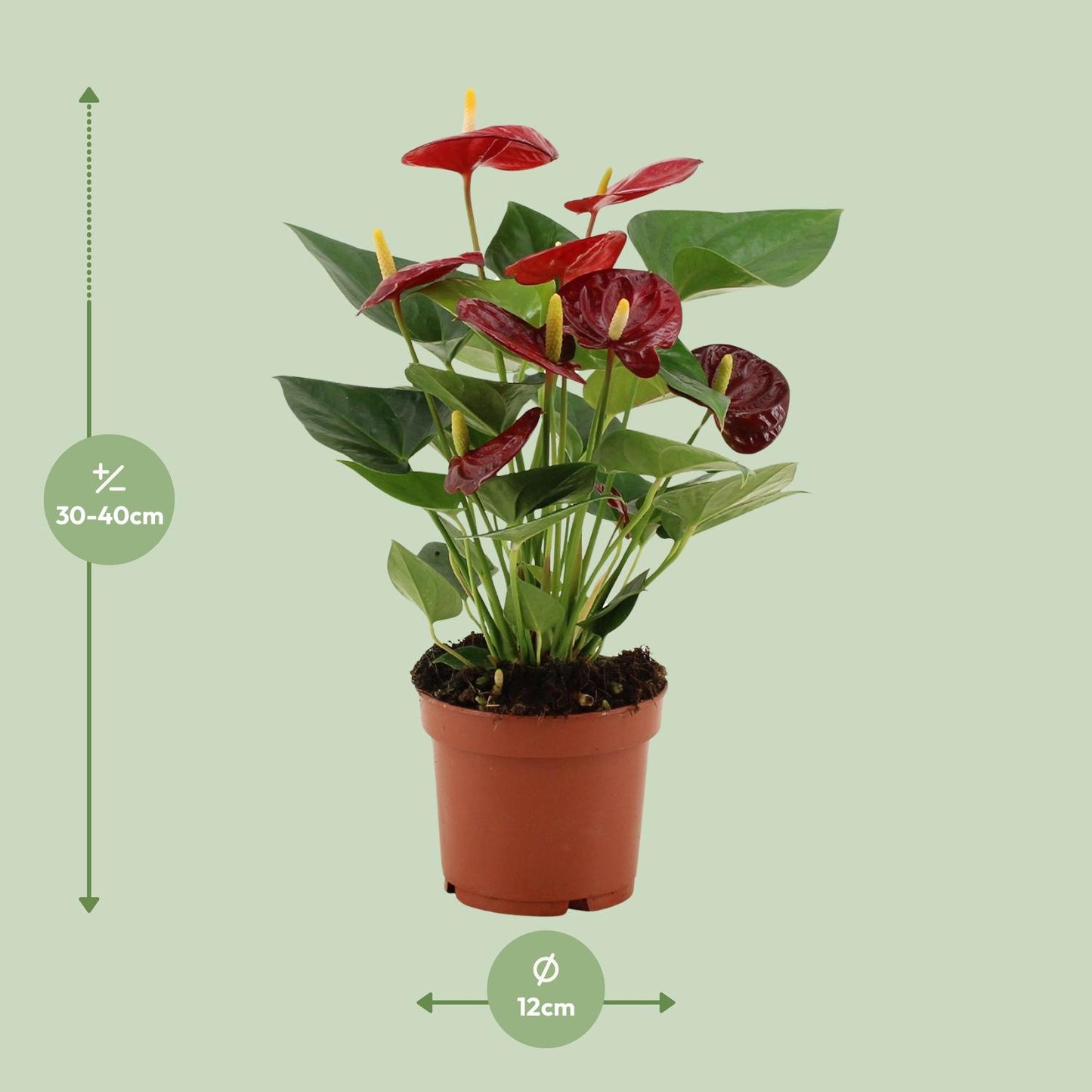 Anthurium 'Calon' (transparent sleeve) – Ø12cm ↕36cm | Average maintenance