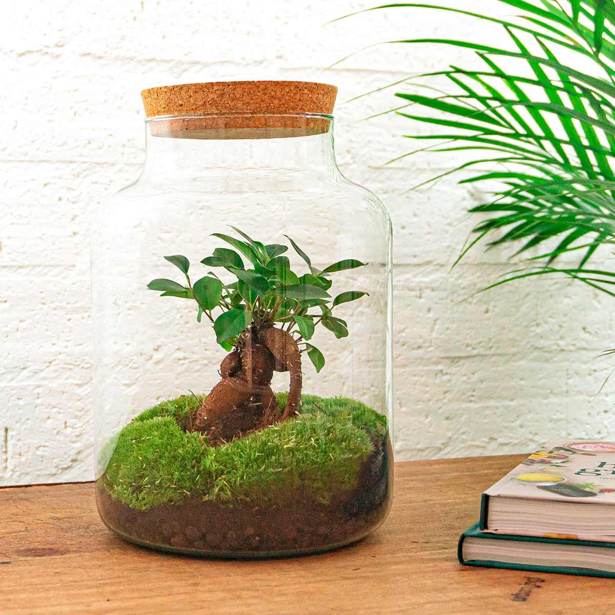 🌿🛠️ DIY Terrarium Milky – With bonsai – 30 cm – Including rake, shovel &amp; tweezers