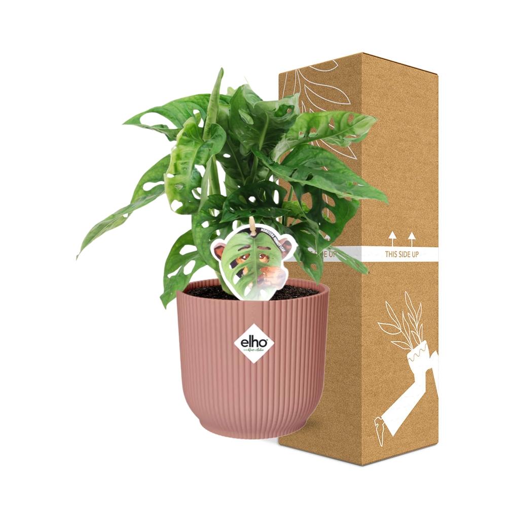 Monstera 'Monkey Leaf' in ELHO Vibes Fold 14cm pink | Playful hole fun – Average maintenance