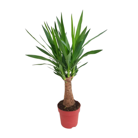 Yucca "Maya Tree" – Ø19cm ↕80cm | Easy maintenance