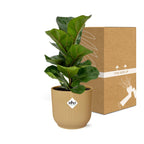 Ficus Lyrata ‘Bambino’ in ELHO Vibes Fold 14 cm geel