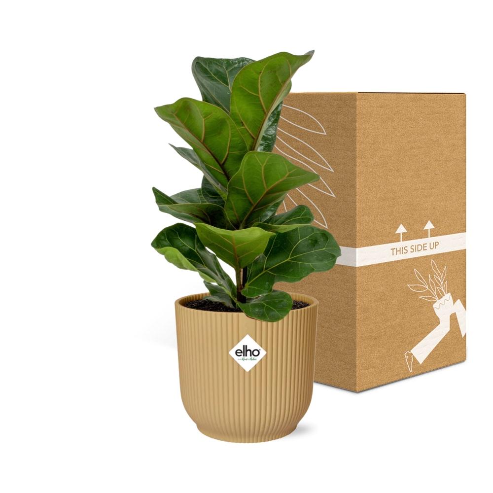 Ficus Lyrata 'Bambino' in ELHO Vibes Fold 14 cm yellow