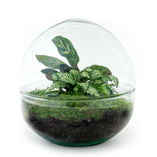 🌿🛠️ DIY Terrarium Dome – 20 cm – Includes rake, shovel &amp; tweezers