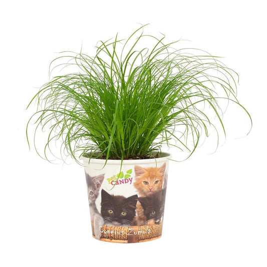 Cyperus zumula (Cat Grass) – Cup Pet Candy Cat – Ø12cm ↕23cm | Easy maintenance