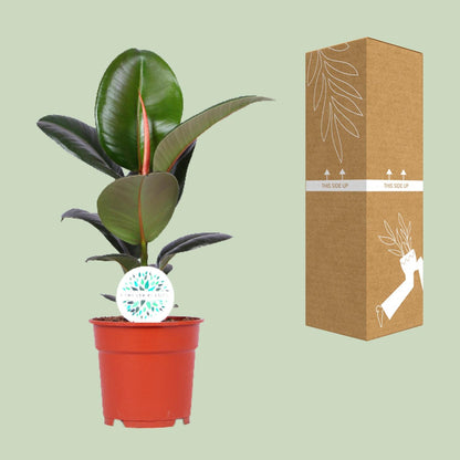 Ficus Elastica Robusta – Ø17cm ↕55cm | Average maintenance