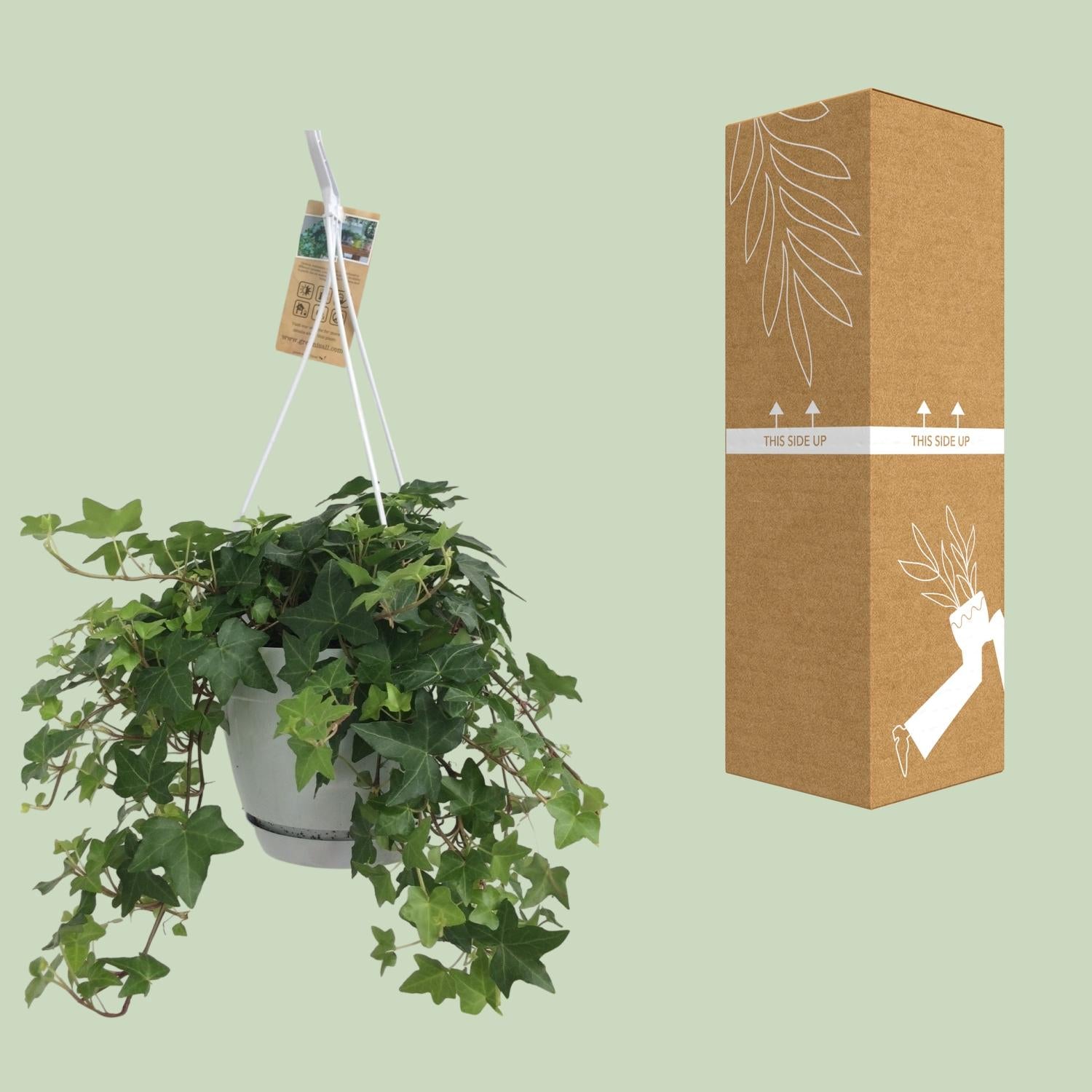 Hedera Helix – Ivy House &amp; Outdoor Plant Ø17 cm ↕45 cm
