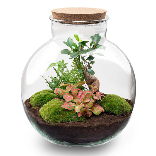 🌿 DIY Terrarium Bolder Bob – Bonsai – 30 cm