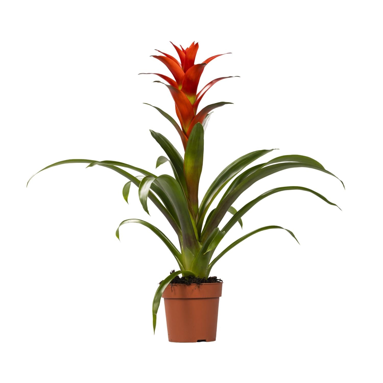 Guzmania Ostara – Ø12cm ↕45cm | Easy maintenance