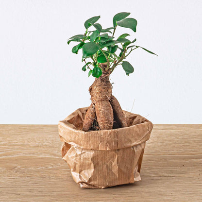 🎁 DIY Terrarium Refill – Starter Pack 5 Plants (M/L/XL)
