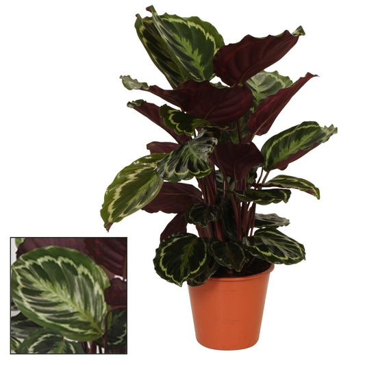 Calathea Medallion - Ø19cm - ↕75cm | The salon diva – Challenging maintenance