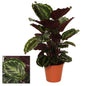 Calathea Medallion - Ø19cm - ↕75cm | The salon diva – Challenging maintenance