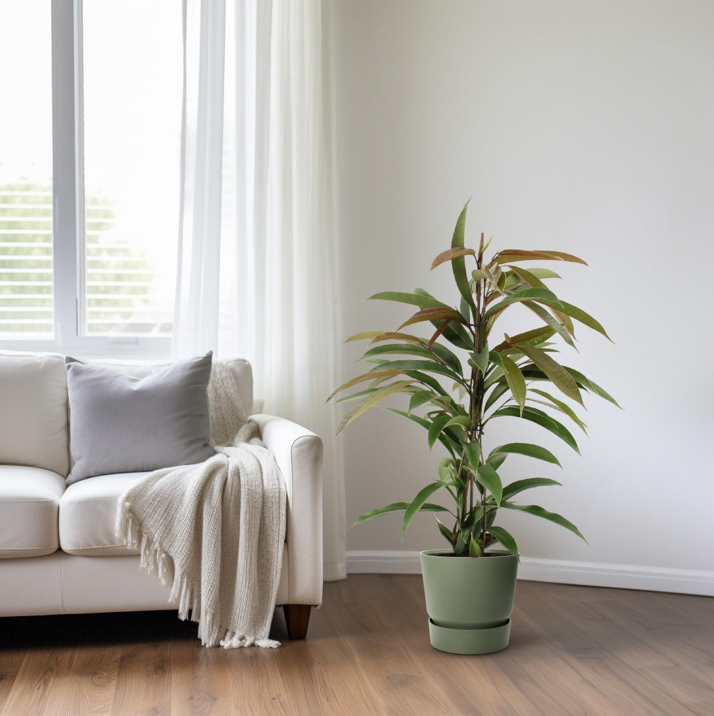 Ficus 'Amstel King' – Ø17cm ↕70cm | Slender leaf king – Average maintenance