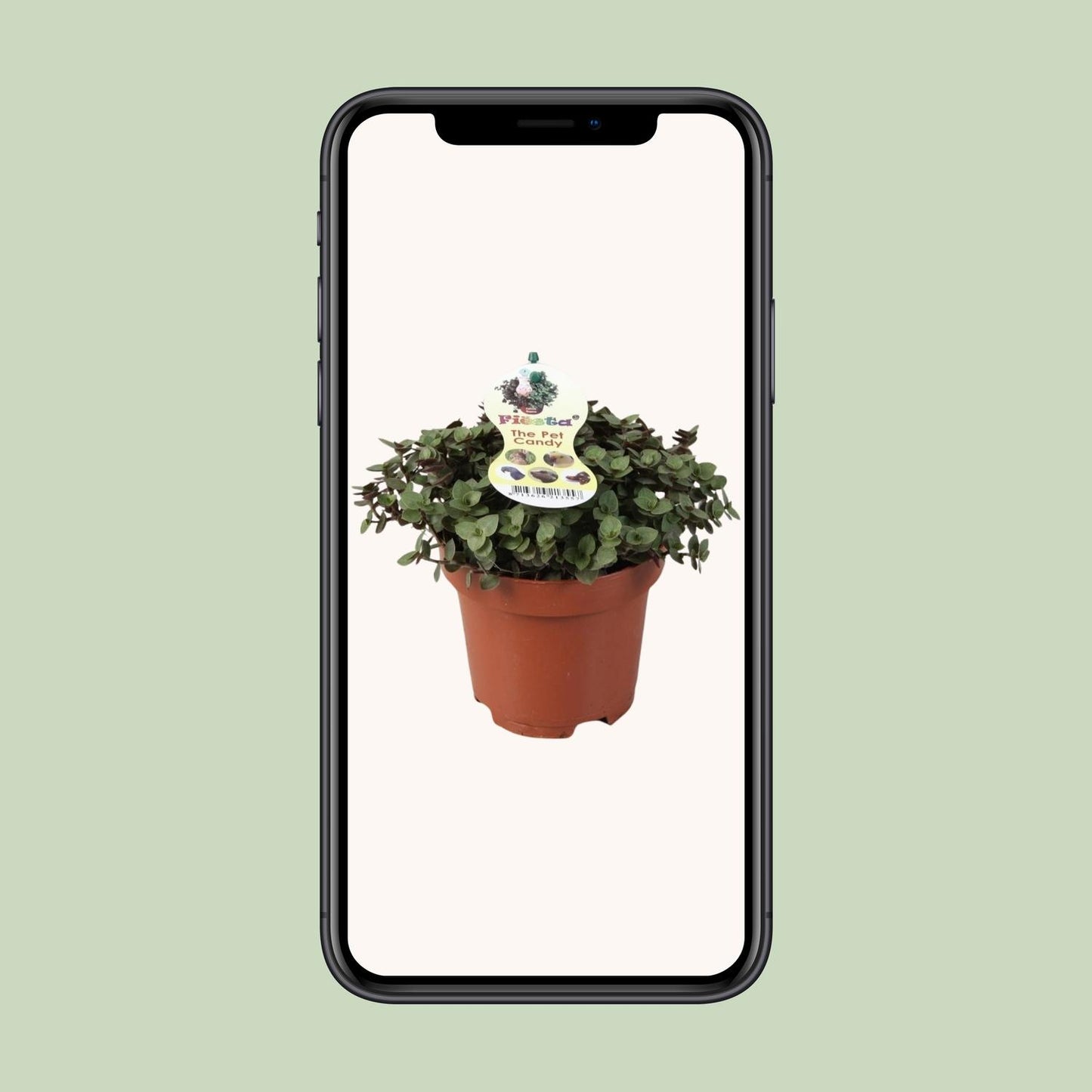Callisia Repens (Creeping Plant) – Ø12cm ↕17cm | Easy Care