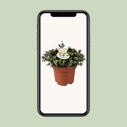 Callisia Repens (Creeping Plant) – Ø12cm ↕17cm | Easy Care