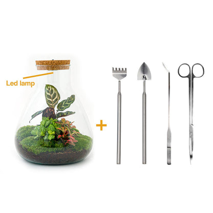 🌿💡🛠️ DIY Terrarium Sam – Calathea – With LED + rake, scoop, tweezers &amp; scissors