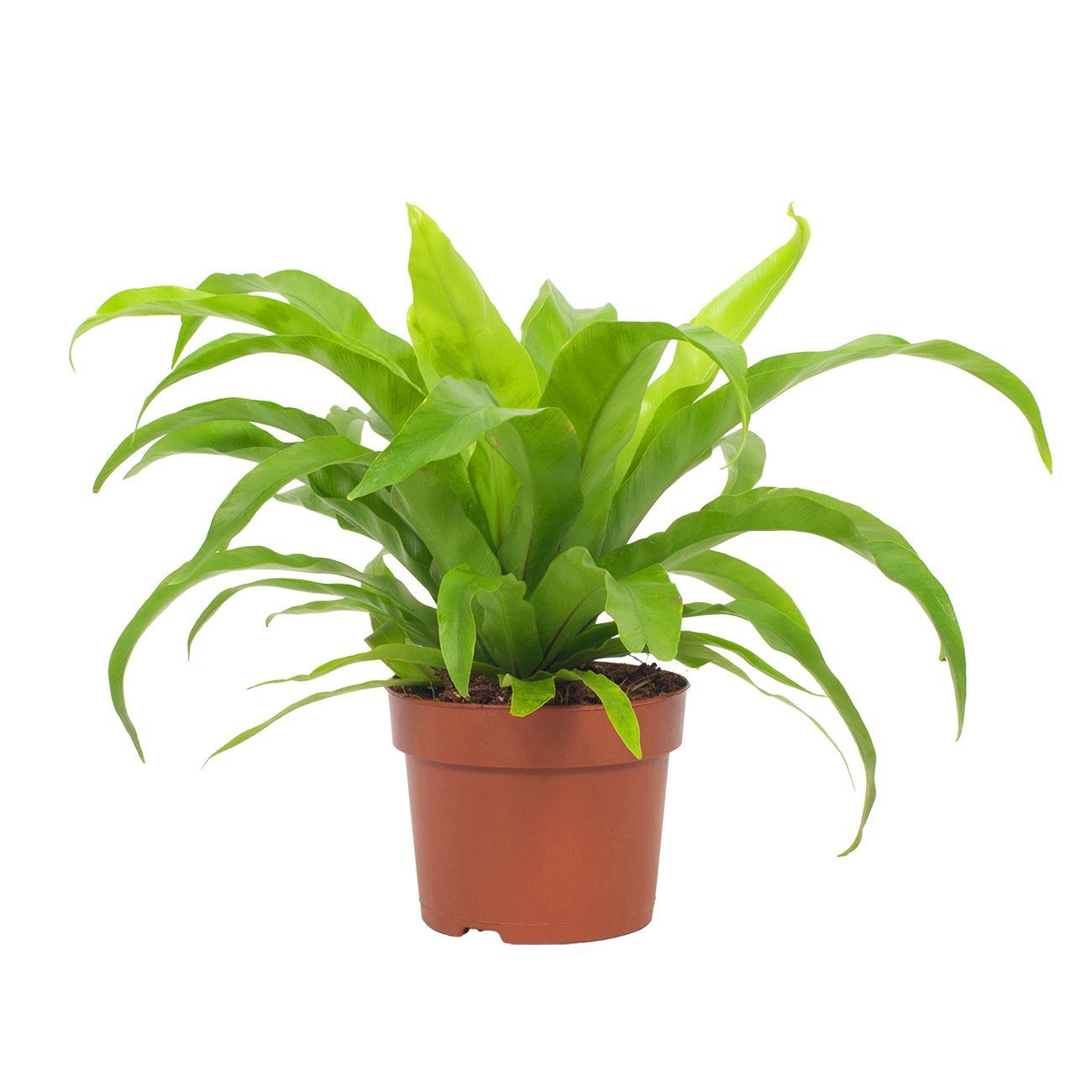 Asplenium antiquum – Ø12cm ↕19cm | Average maintenance