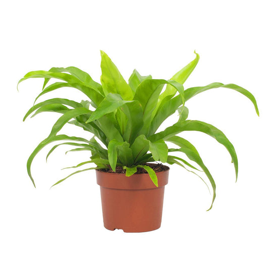 Asplenium antiquum – Ø12cm ↕19cm | Average maintenance