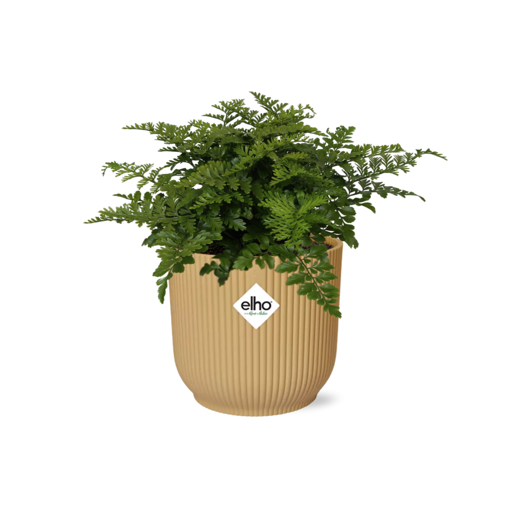 Asplenium 'Parvati' in ELHO Vibes Fold 14cm yellow | Curls with character – Average maintenance