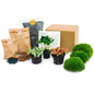 🎁☕ DIY Terrarium Refill – Coffea Arabica – Starter Kit