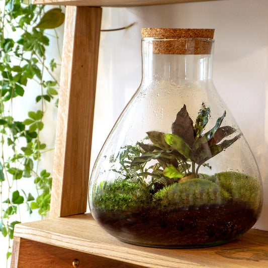 🌿🛠️ DIY Terrarium Sammie – 27 cm – Including rake &amp; shovel