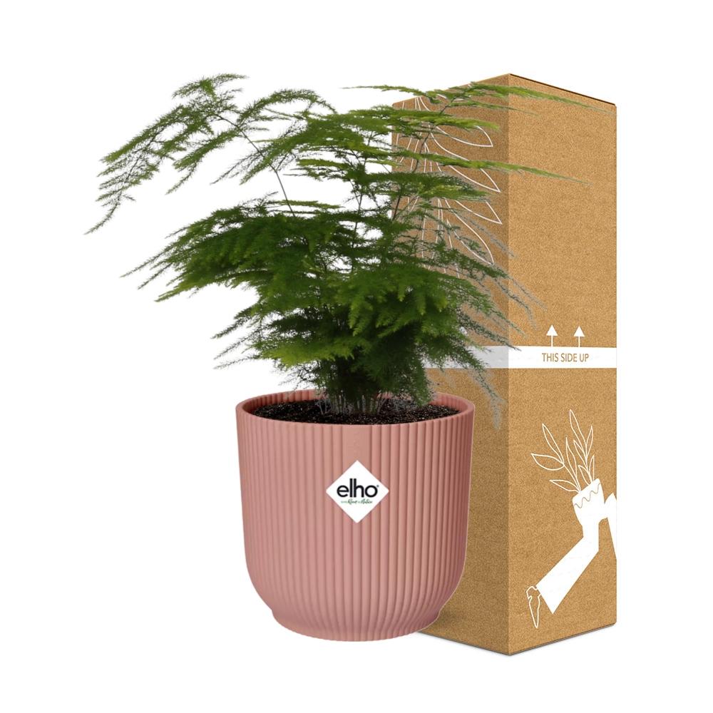 Asparagus setaceus 'Plumosus' in ELHO Vibes Fold 14cm – Pink | Average maintenance