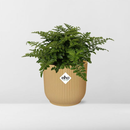 Asplenium 'Parvati' in ELHO Vibes Fold 14cm yellow | Curls with character – Average maintenance