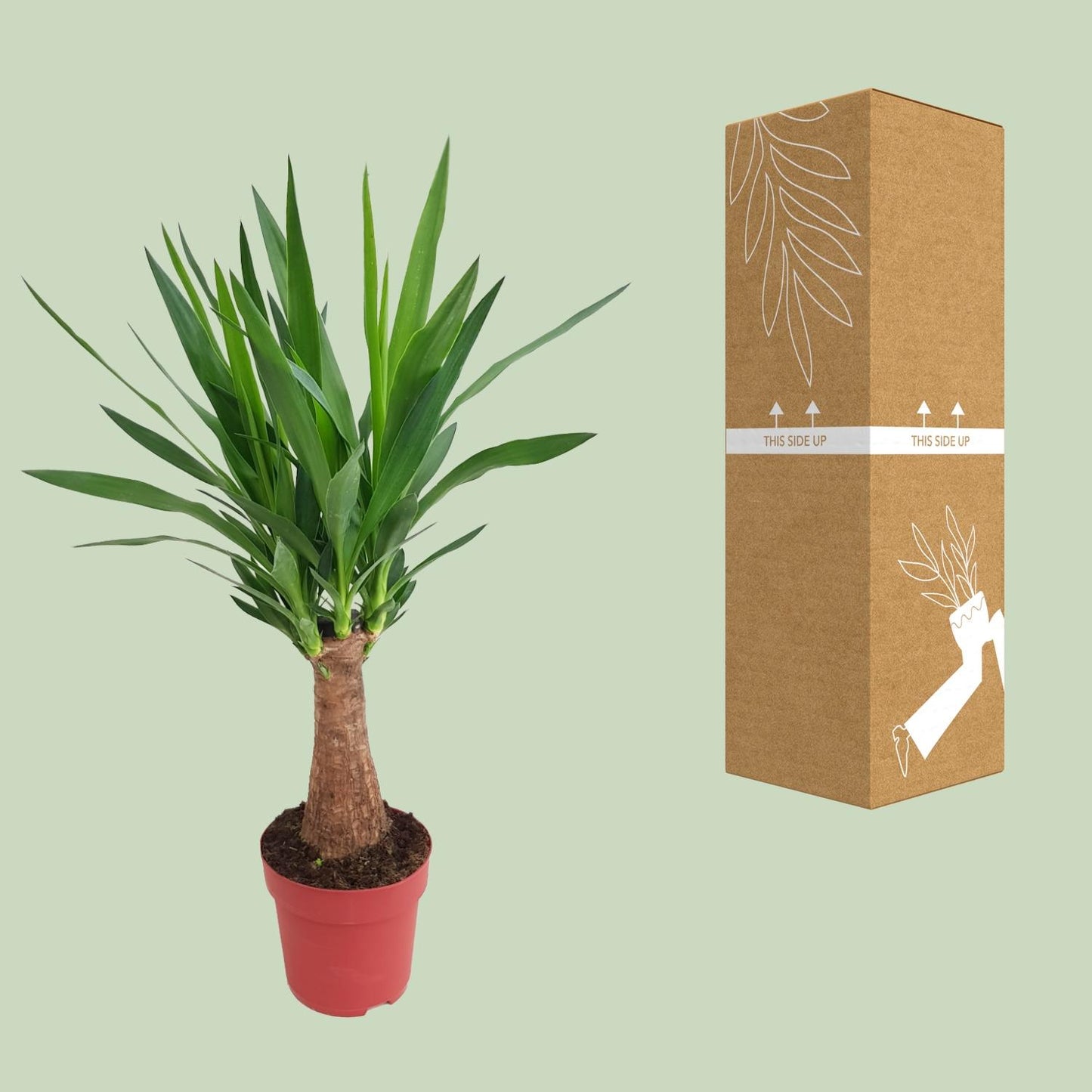 Yucca "Maya Tree" – Ø19cm ↕80cm | Easy maintenance