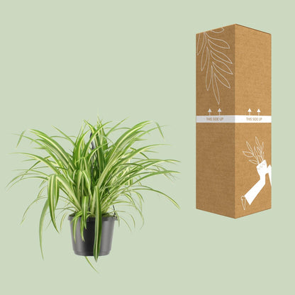 Chlorophytum comosum Variegatum (Spider Plant) – Ø17cm ↕30cm | Easy care