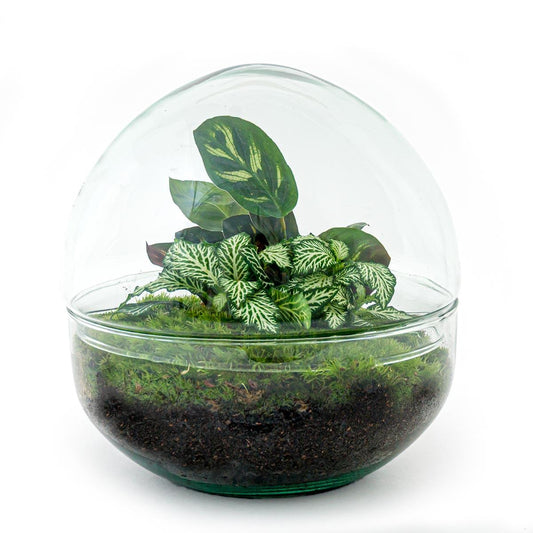 🌿🛠️ DIY Terrarium Dome – 20 cm – Complete with rake, shovel, tweezers &amp; scissors
